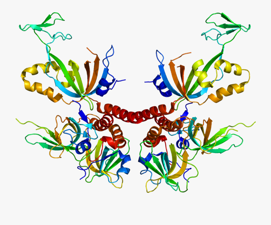 Protein Rpa3 Pdb 1l1o - Replication Protein, Transparent Clipart