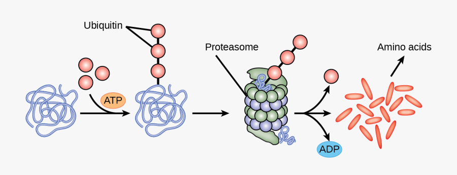 Multiple Ubiquitin Groups Combine To Bind To A Protein, Transparent Clipart