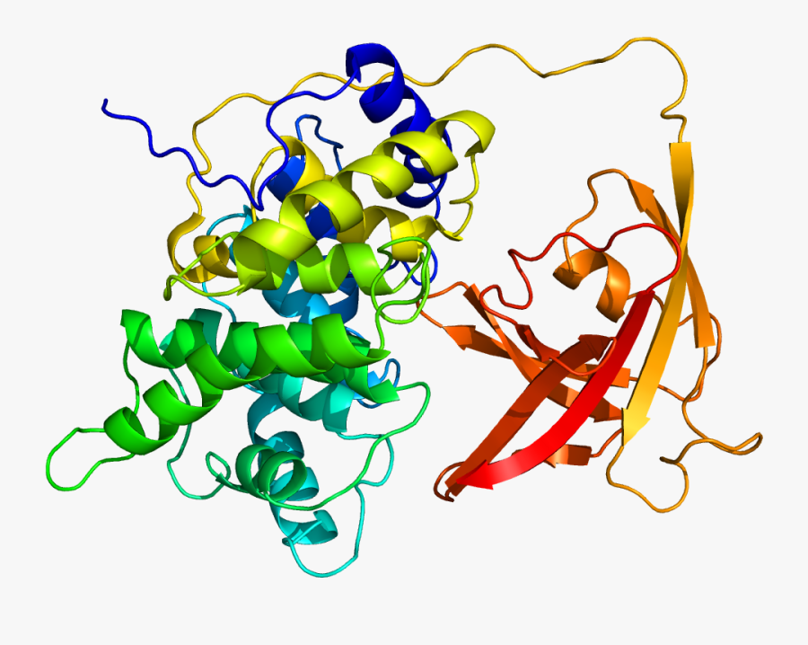 Protein Gif Pdb 2ckt - Intrinsic Factor Of Castle, Transparent Clipart