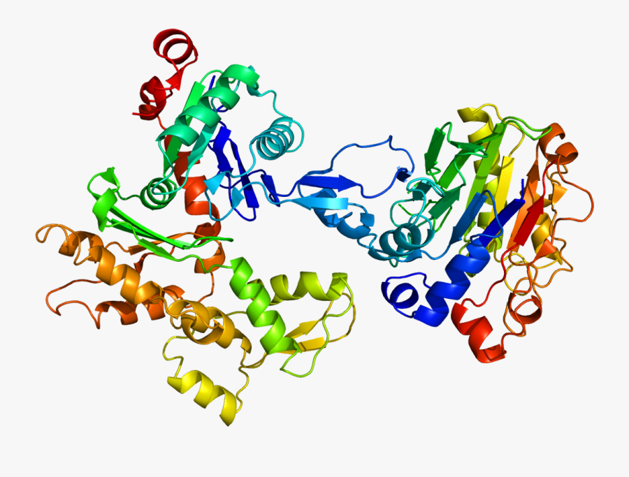 Protein Actb Pdb 1atn - Beta Actina, Transparent Clipart