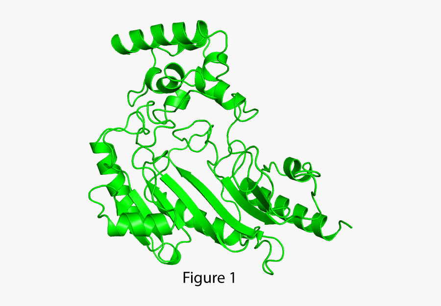 Researchers Bring To Life Proteins - Protein Storing Energy, Transparent Clipart