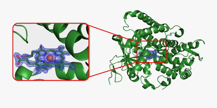Protein Enzyme Active Site, Transparent Clipart