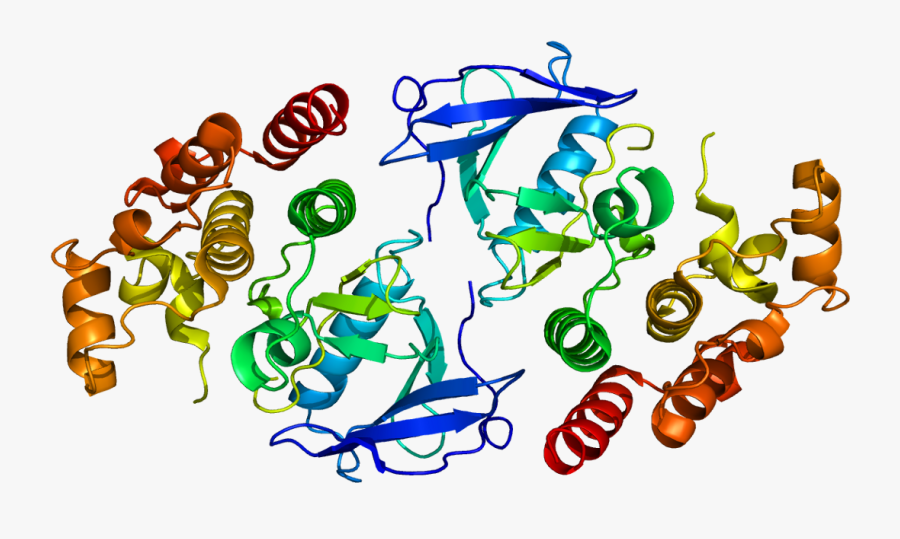Protein Braf Pdb 1uwh - Ipilimumab Protein, Transparent Clipart