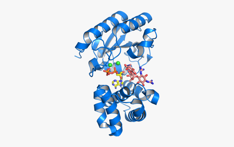 Antibiotic Resistance Enzyme With A Molecule Of Streptomycin - Antibiotic Resistance Proteins, Transparent Clipart