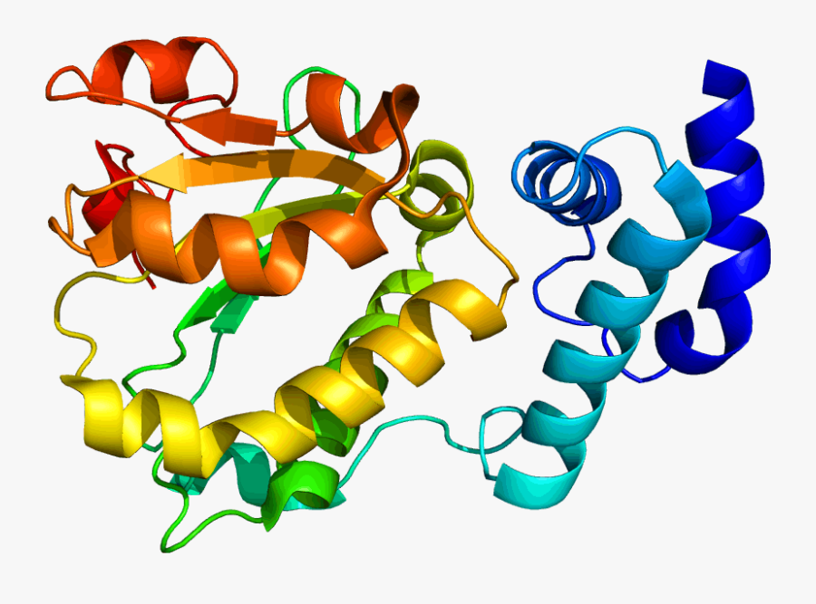 Science Proteins, Transparent Clipart