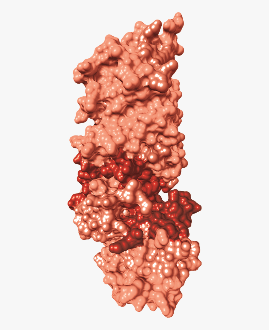 Purple Protein Structure, Transparent Clipart