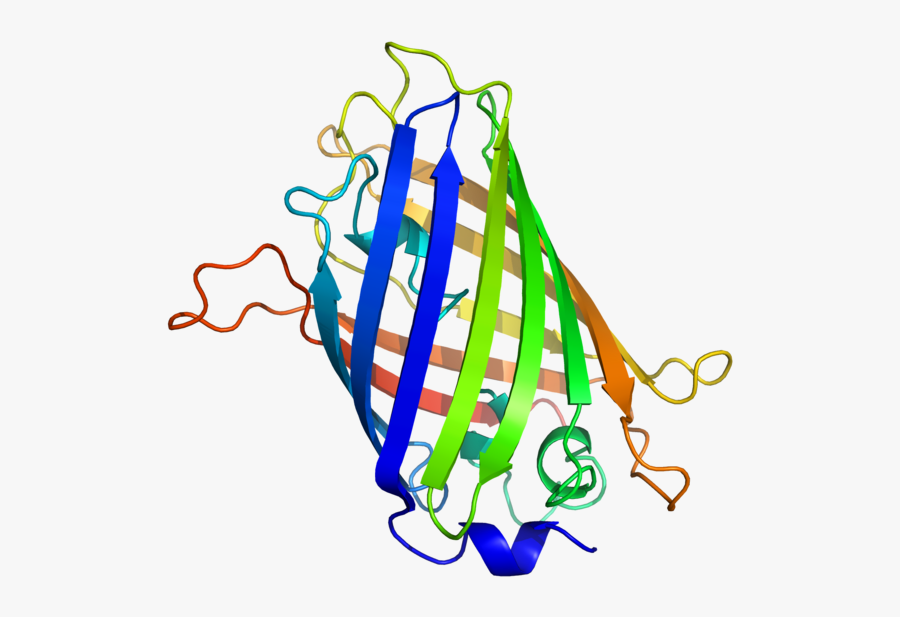 Gfp Protein Structure, Transparent Clipart