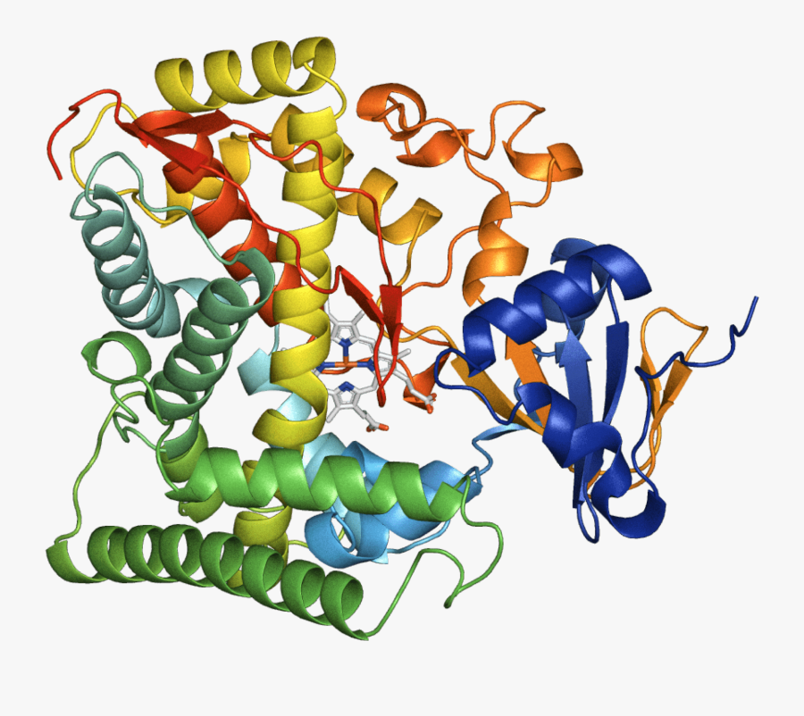 Protein - Illustration, Transparent Clipart