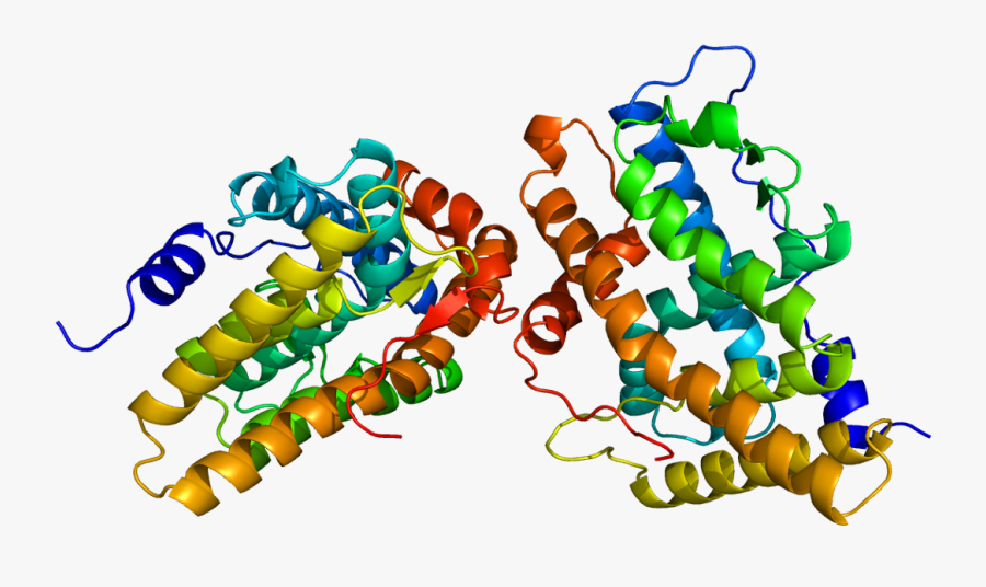 Protein Pgr Pdb 1a28 - Selective Progesterone Receptor Modulator Drugs, Transparent Clipart
