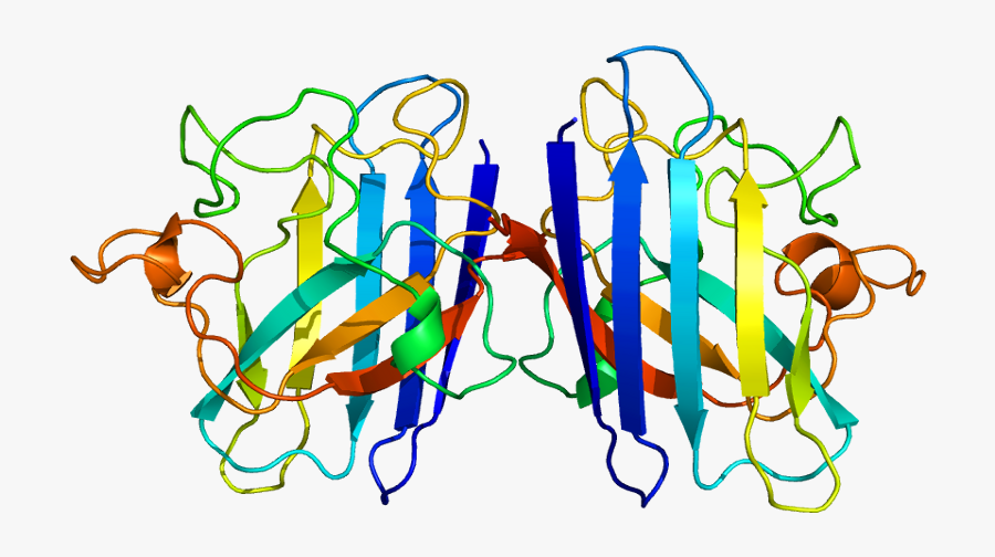 Protein Sod1 Pdb 1azv - Sod 1, Transparent Clipart