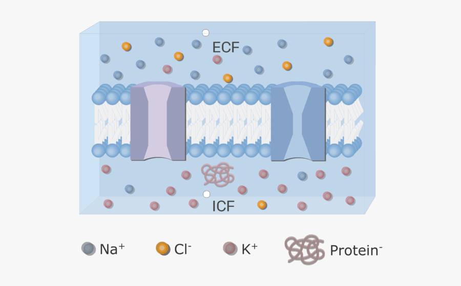 An Image Showing The Icf And Ecf (extracellular Fluid) - Ion Channel Protein, Transparent Clipart