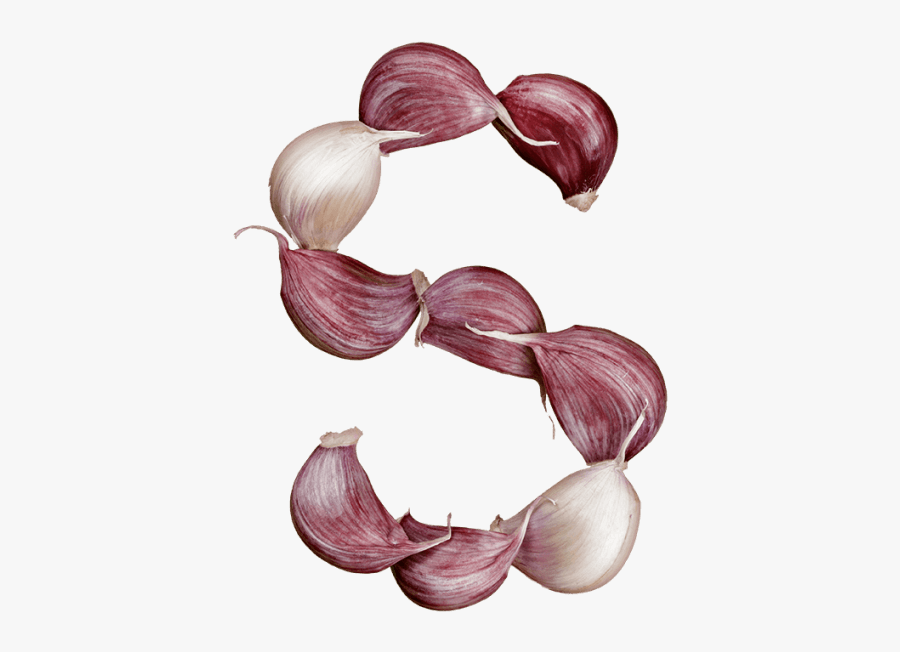 Garlic Font - Red Onion, Transparent Clipart