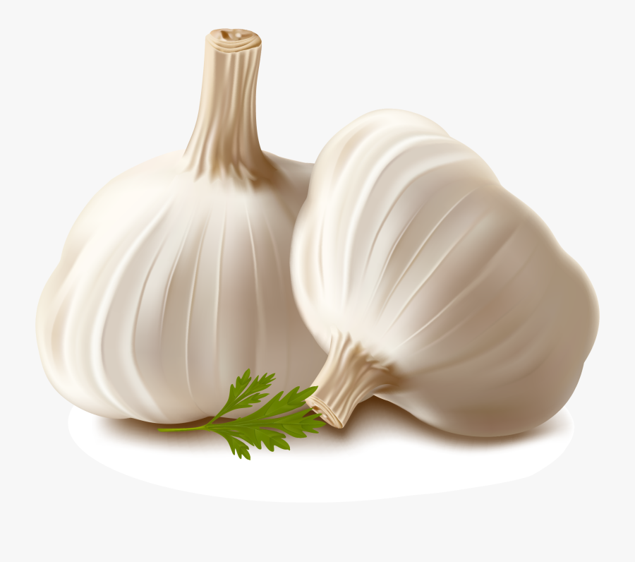 Garlic Vector, Transparent Clipart