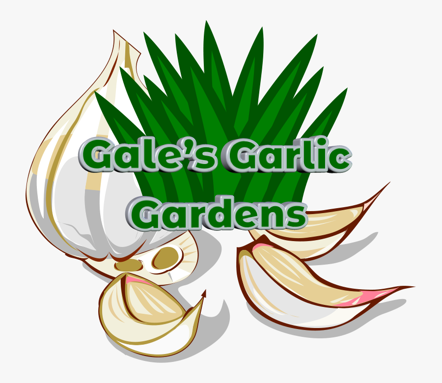 Garlic Clip Art, Transparent Clipart