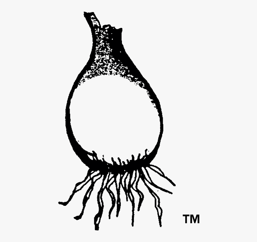 Garlic Clip Art, Transparent Clipart