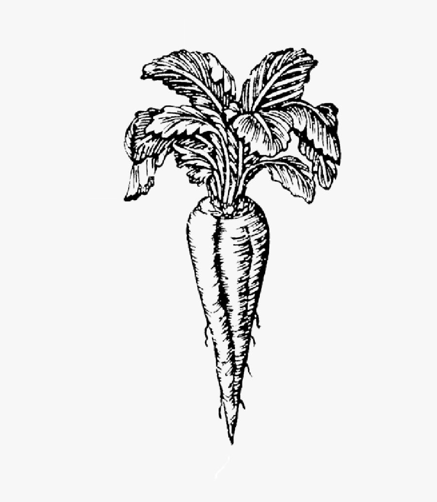 Vegetarian Sausages - Sketch, Transparent Clipart