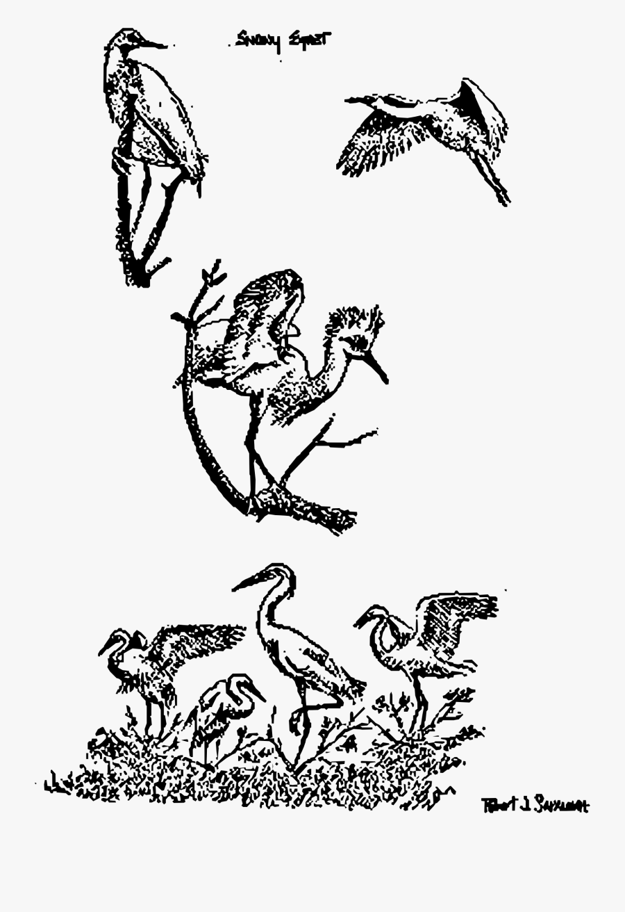 Snowy Egrets Clip Arts - Cartoon, Transparent Clipart
