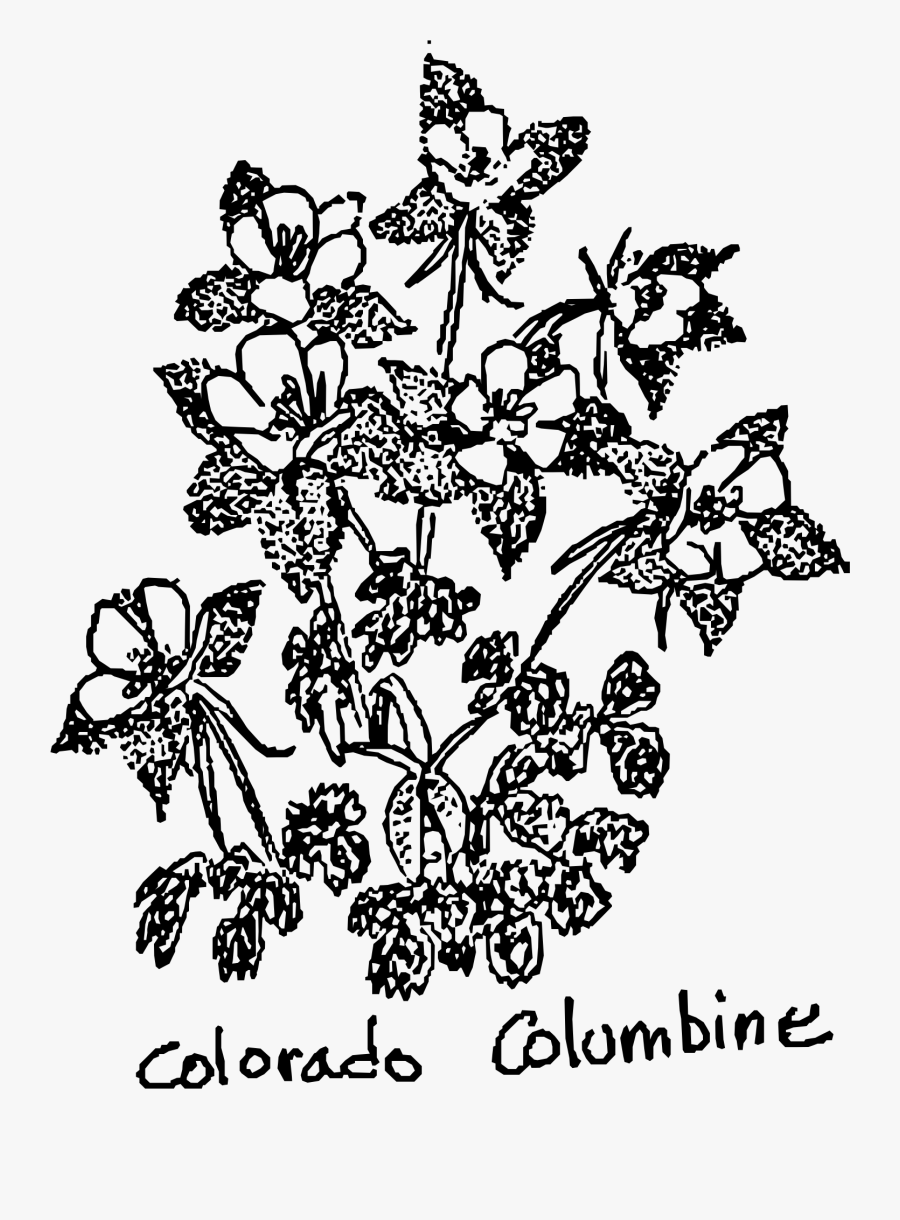 Colorado Columbine Clip Arts - Illustration, Transparent Clipart
