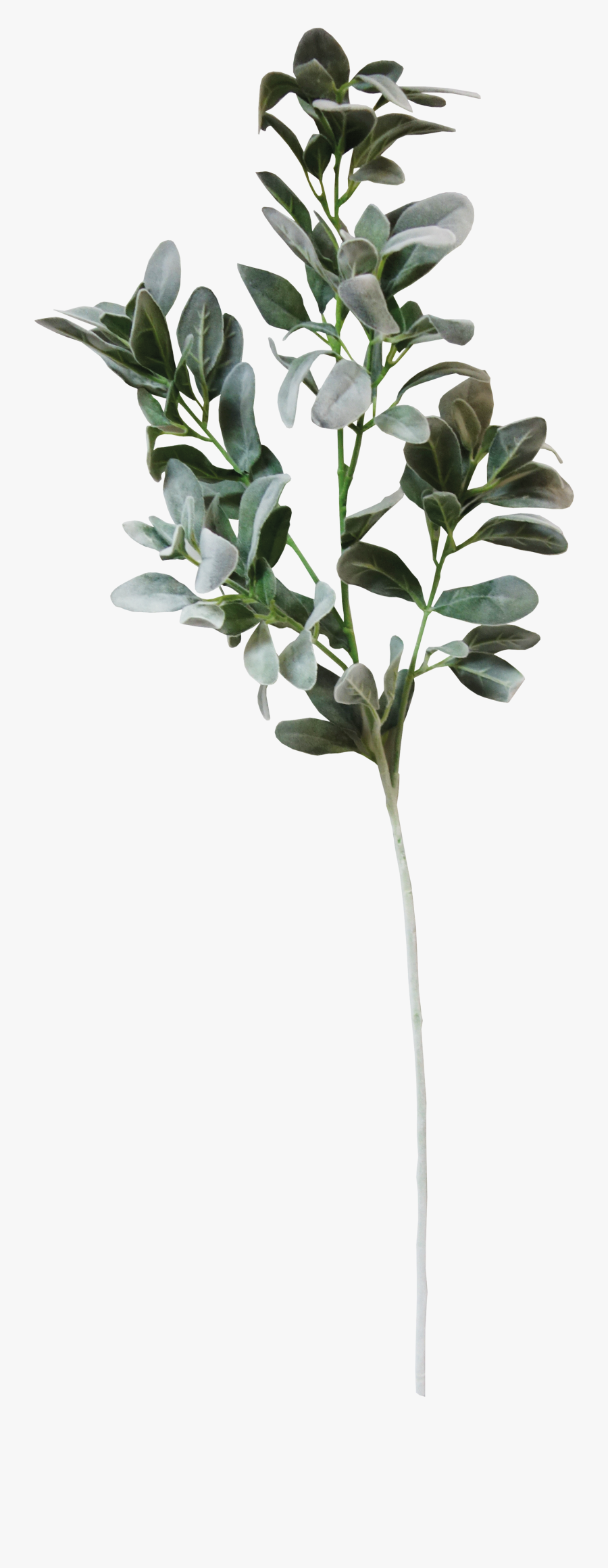 Wedding Invitation Paper Convite White Wedding - Eucalyptus Design Free Transparent, Transparent Clipart