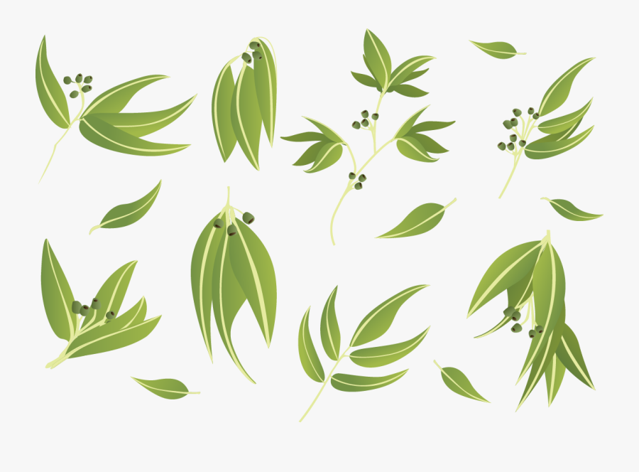 Gum Trees Leaf Euclidean Vector - Gum Trees , Free ... (900 x 664 Pixel)