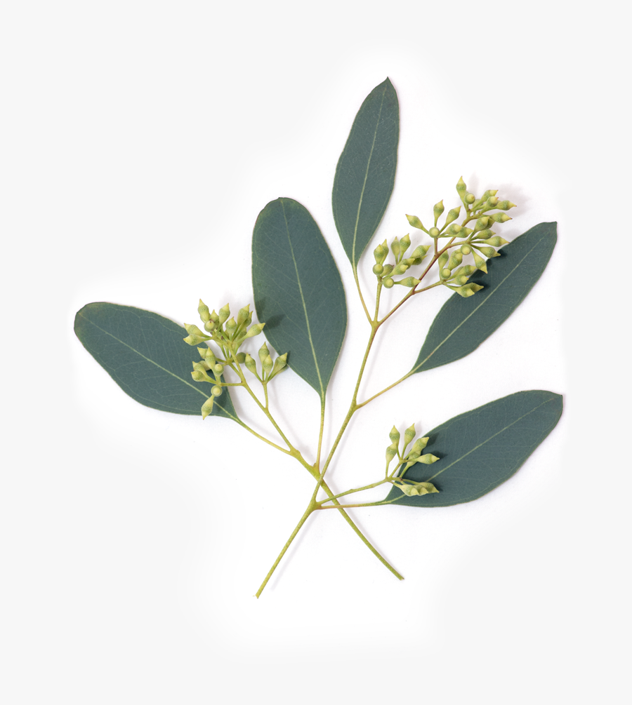 Eucalypt Flowers Gum Trees Leaf Nutrient Avocado - Transparent Eucalyptus Leaves Png, Transparent Clipart