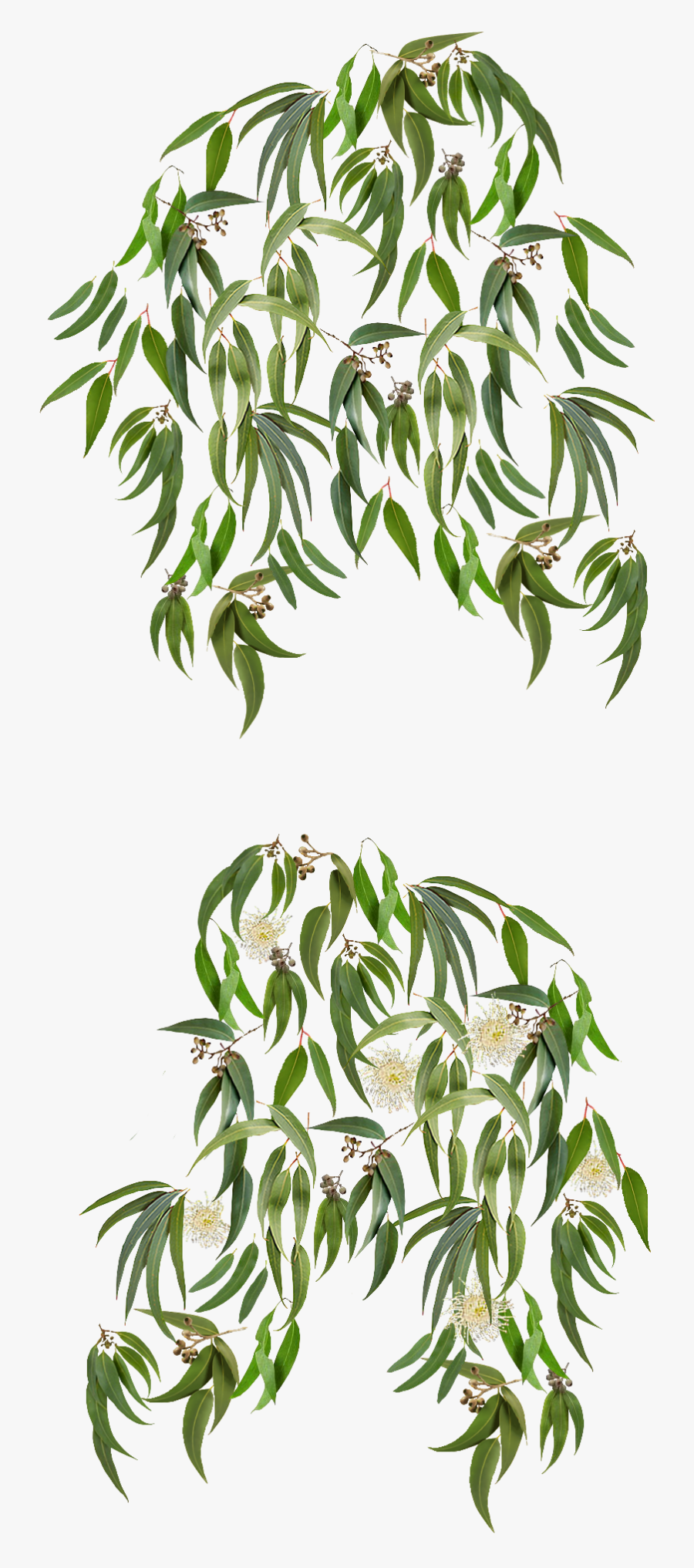 Clip Art Eucalyptus Background, Transparent Clipart