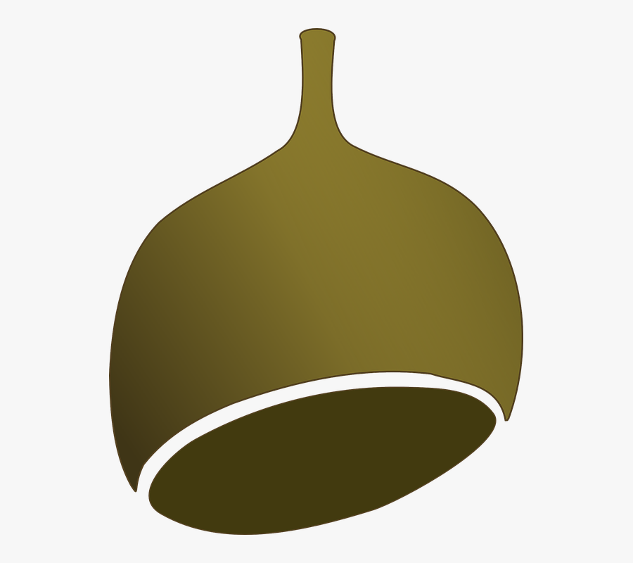 Nut, Eucalyptus, Fruit, Seed, Australian, Flora, Nuts - Vector Graphics, Transparent Clipart