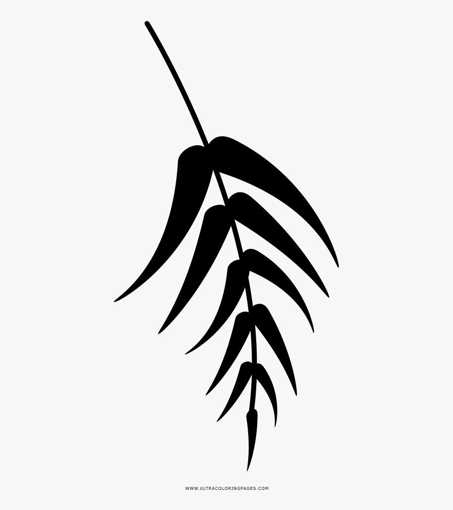 Eucalyptus Coloring Page, Transparent Clipart