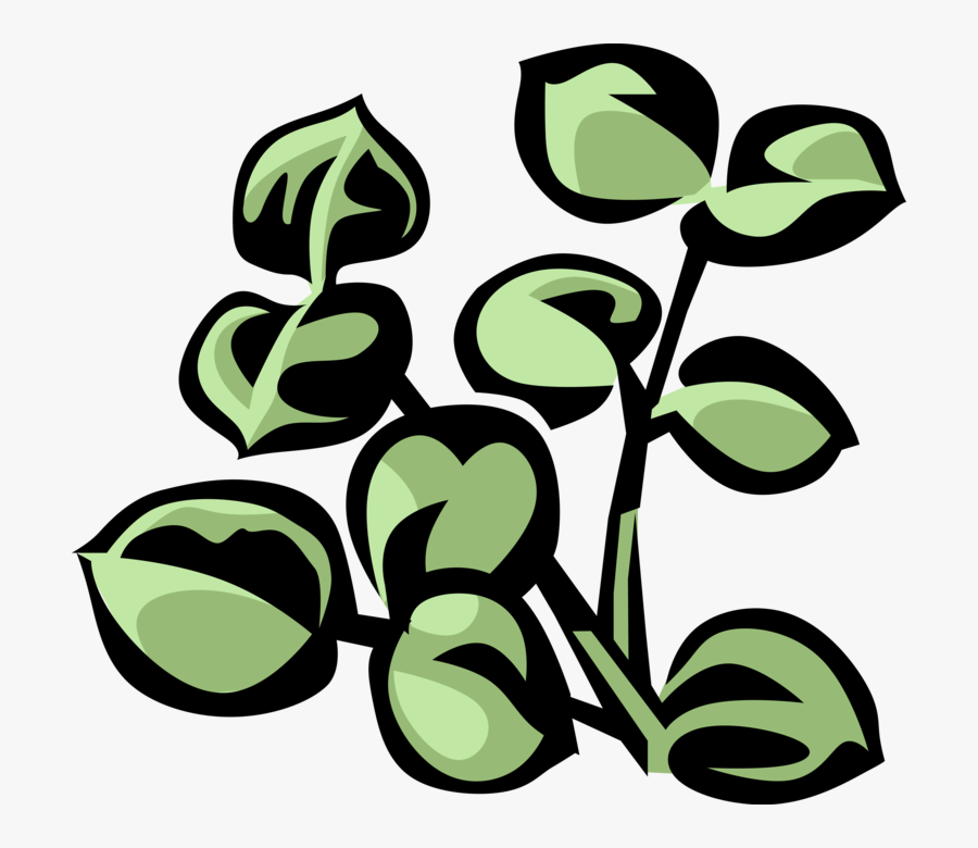 Vector Illustration Of Australian Eucalyptus Botanical, Transparent Clipart