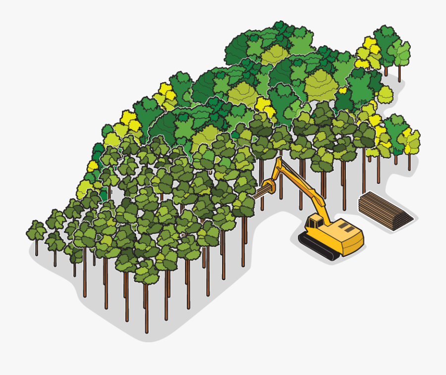 Floresta De Eucalipto Png, Transparent Clipart