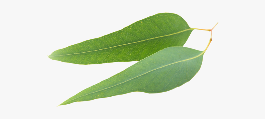 Laurel Clipart Eucalyptus - Buttonbush, Transparent Clipart