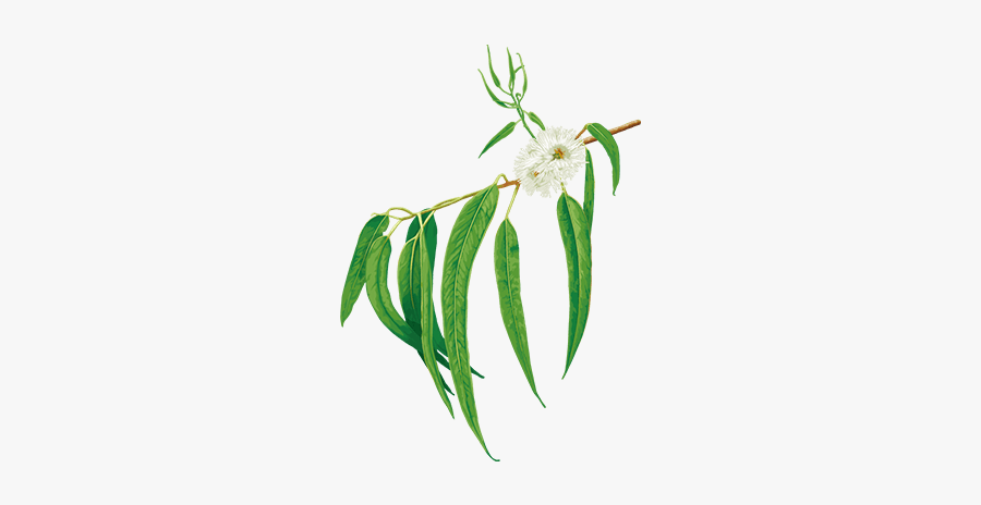 Eucalyptus - Illustration, Transparent Clipart