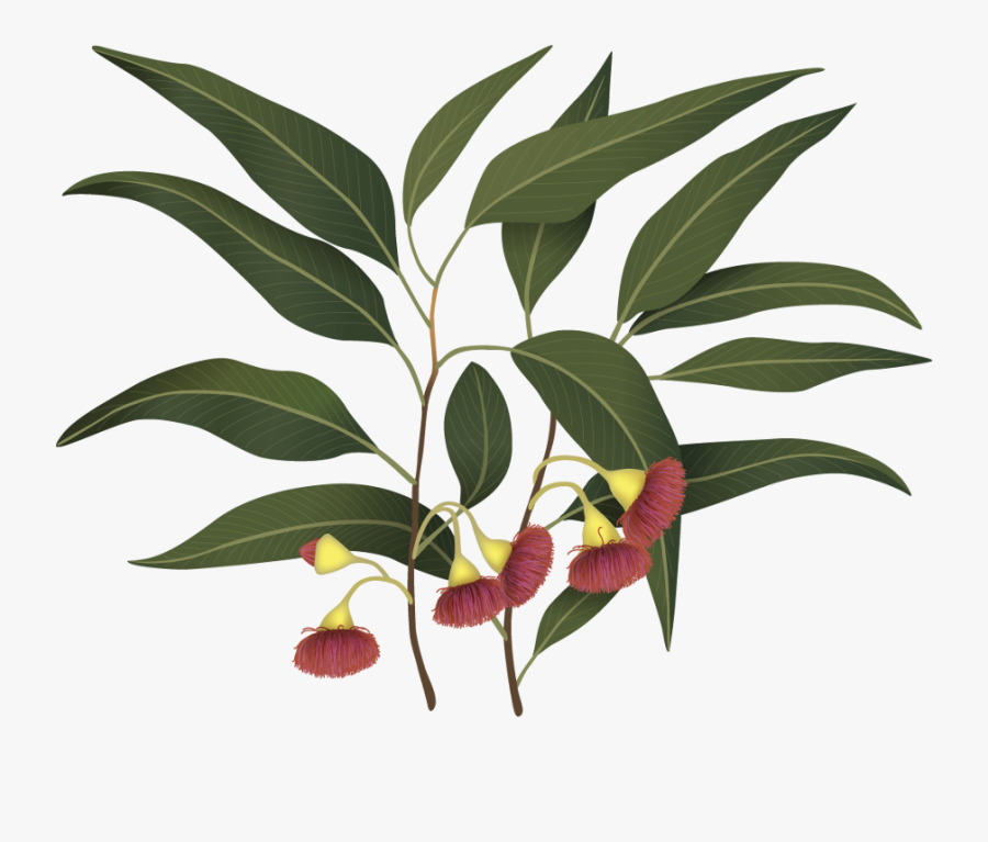 Illustration, Transparent Clipart