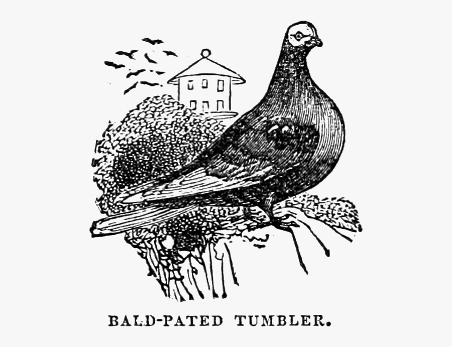 Free Vintage Birds Clip - Ruffed Grouse, Transparent Clipart