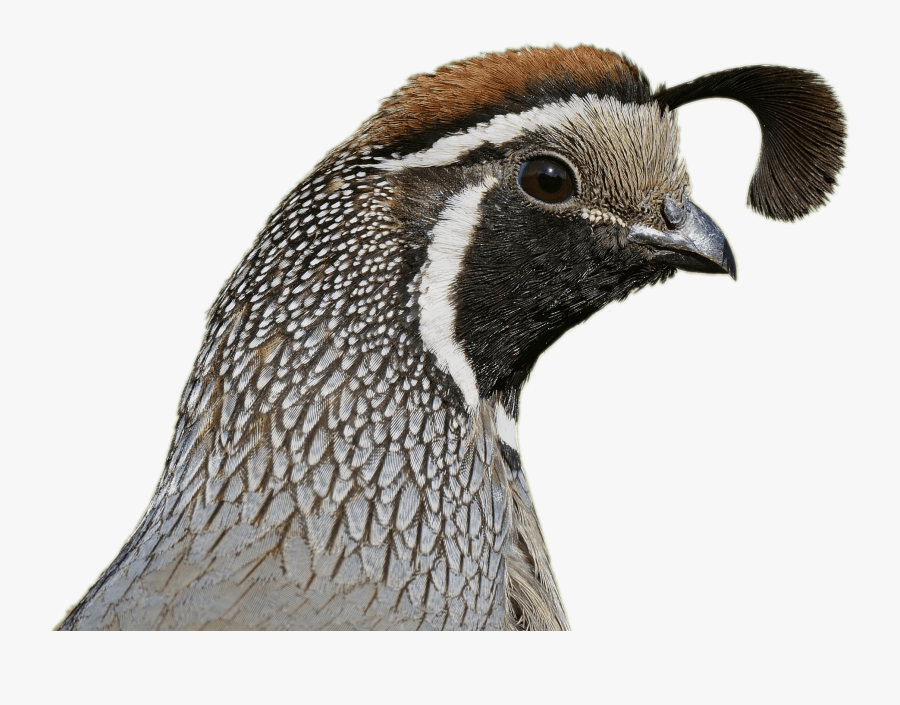 Quail Head, Transparent Clipart