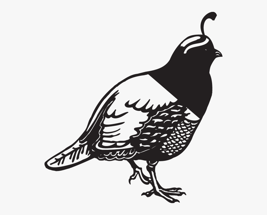 Transparent Quail Clipart - Quail, Transparent Clipart