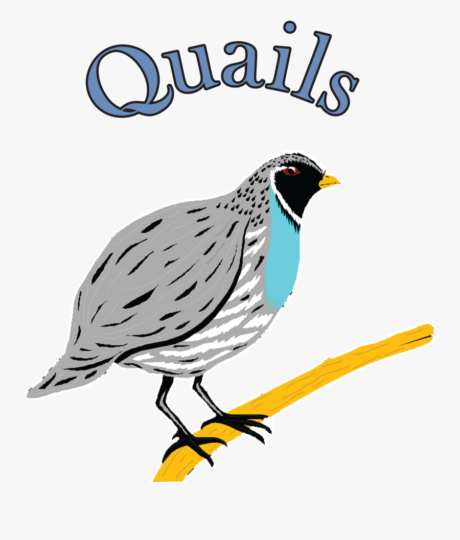 Quail On A Branch Clipart, Transparent Clipart