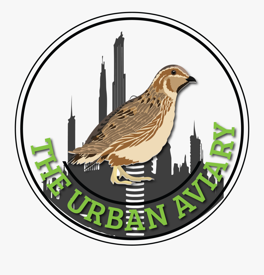 Sparrow, Transparent Clipart