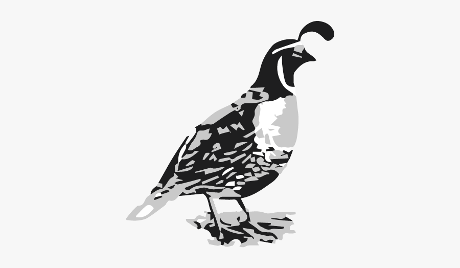 Cropped-quail - Turkey, Transparent Clipart