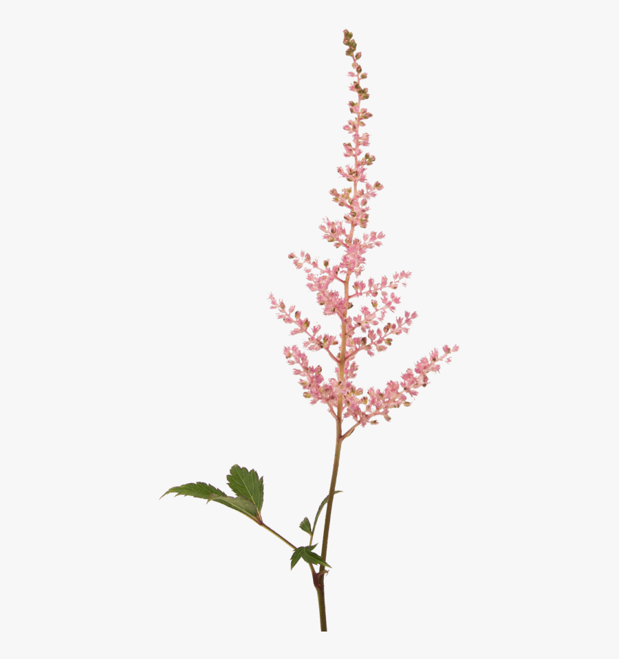 Transparent Fall Flower Clipart - Astilbe Transparent, Transparent Clipart