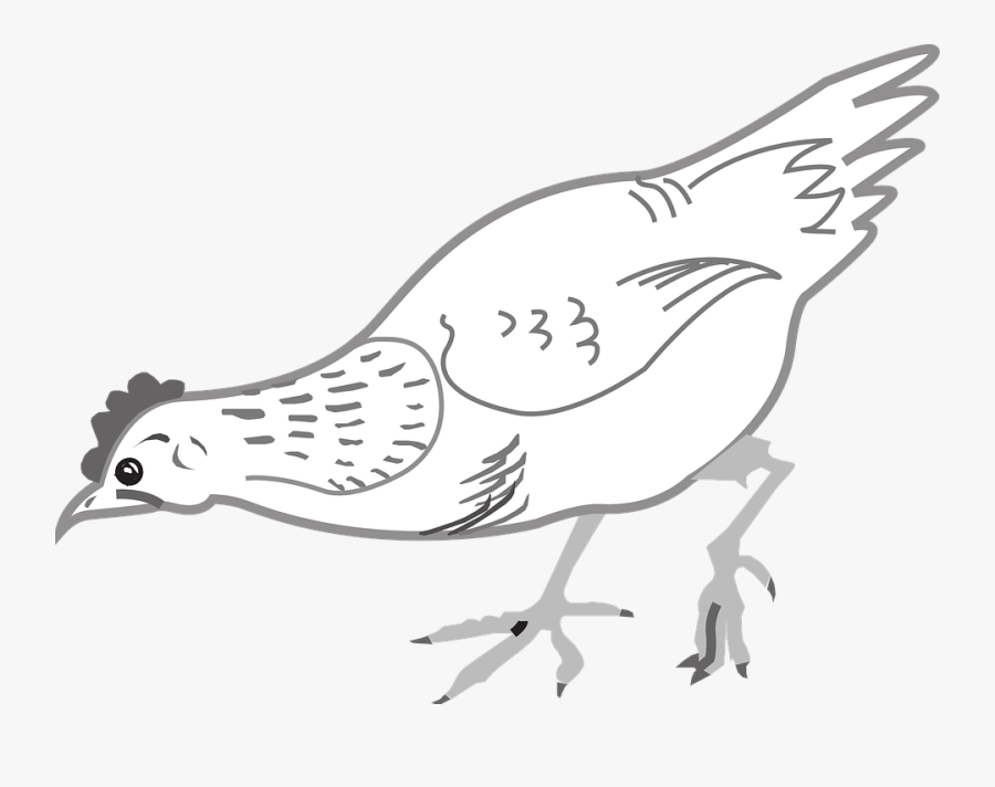 Chicken, Hen, Eating, Poultry, Livestock, Farm, Animal - Chicken, Transparent Clipart