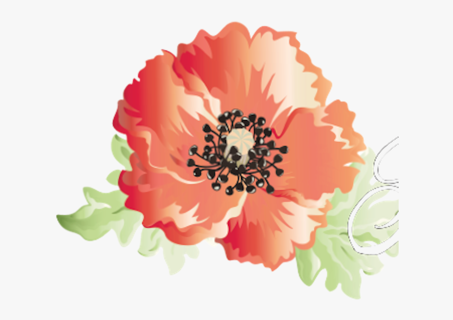 Barberton Daisy, Transparent Clipart
