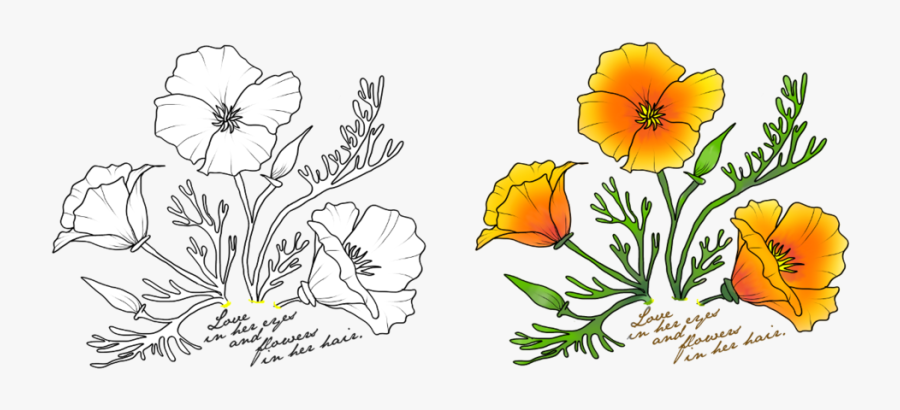 California Poppy Flower Outline, Transparent Clipart