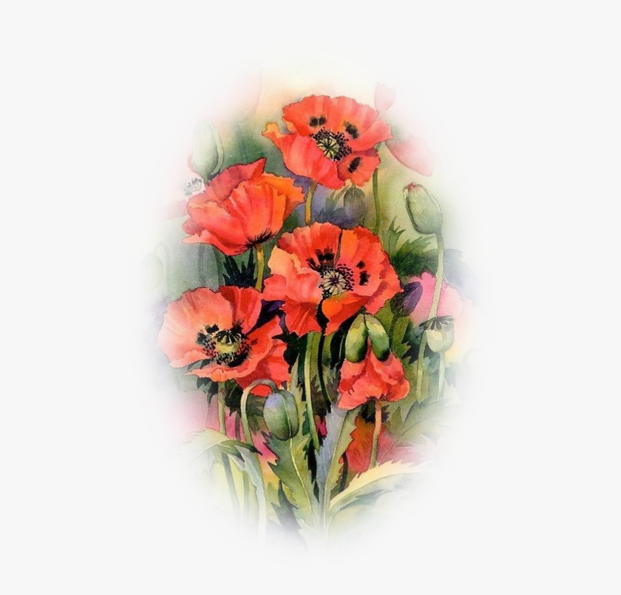 Oriental Poppies Watercolor Painting Common Poppy - Акварельные Маки, Transparent Clipart
