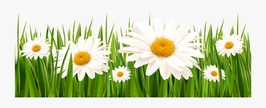 Poppies And Daisies With Grass Png Clipart Picture - Transparent Daisies Background, Transparent Clipart