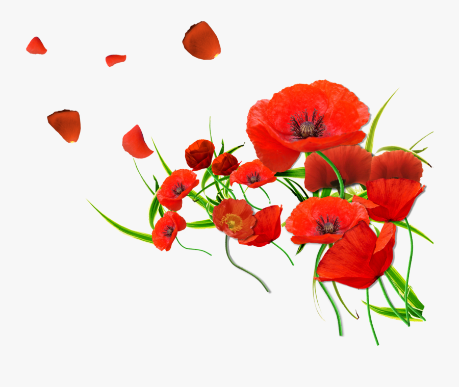 Common Poppy Flower Petal Desktop Wallpaper - Poppies Transparent Background, Transparent Clipart