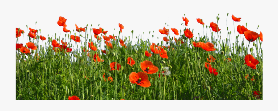 Transparent Wildflowers Clipart - Poppies Png, Transparent Clipart