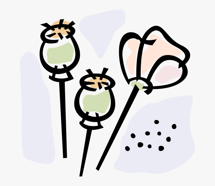 Vector Illustration Of Heroin Producing Opium Poppies, Transparent Clipart