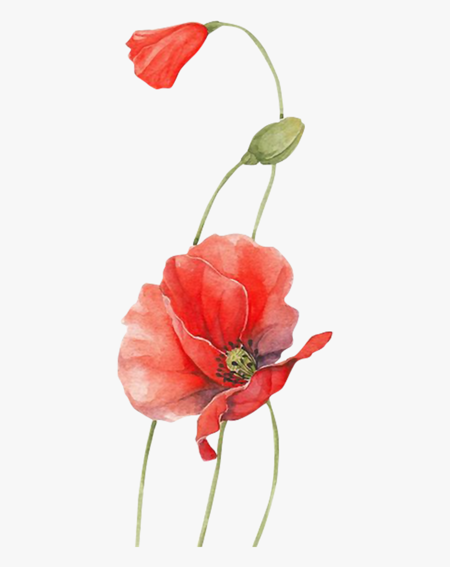 Poppy Watercolour Flowers Red - Flower, Transparent Clipart