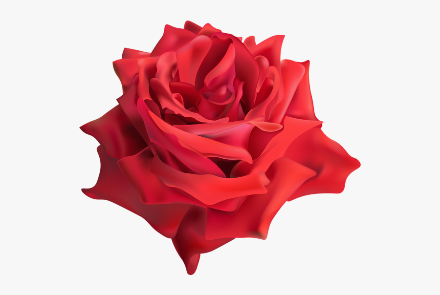 Png China Flower Rose, Transparent Clipart